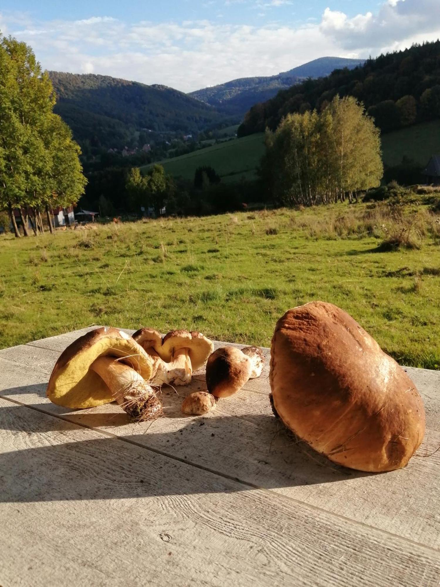 Domek W Gorach Sowich Pieszyce Exterior photo